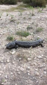 Our friendly Shingle back lizard - Photo by David, VK5KC