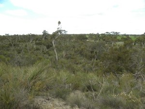A view from the lookout in Kelvin Powrie CP, Dukes Highway in the background.
