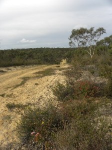 Fairview CP boundary track and wild flowers.