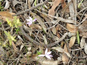 Fairview CP wild flowers