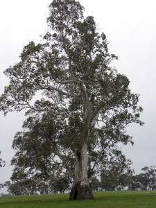Largest living Red Gum near Mullinger Swamp CP