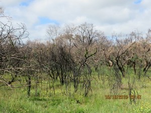 Cox Scrub CP 'green' shoots appearing