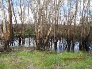 Cox Scrub CP showing burn off