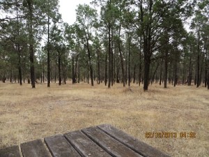 White Cyprus Pines from the operating position