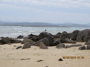 A Pacific Gull: Rubicon River and Park in the background.