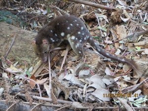 Spotted-tail Quoll - Arthur River