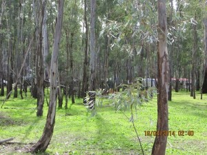 Easter campers among the trees