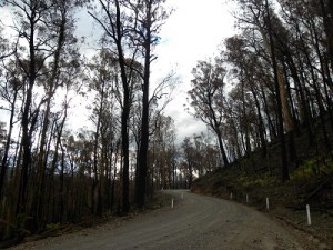 Fire damage at Errinundra NP JCD photo