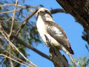 A Kookaburra at work - The Lakes NP JCD photo