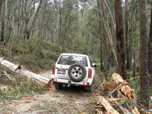 Tree over road between Licola and Mt Skene