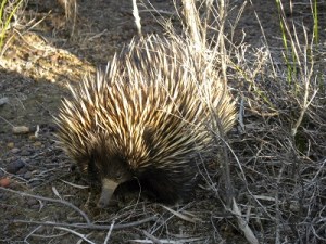 A local at Beyeria CP: JCD phot