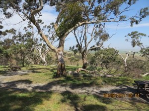 Red stringy bark trees