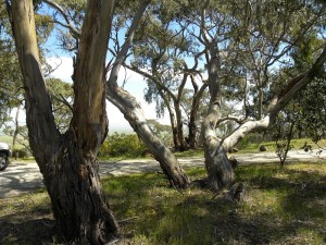 Spring Gully CP Look Out: off Sawmill Road JCD photo