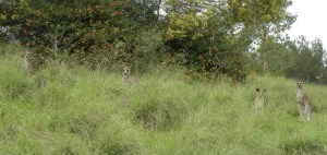 My fan club at Cattai NP JCD photo