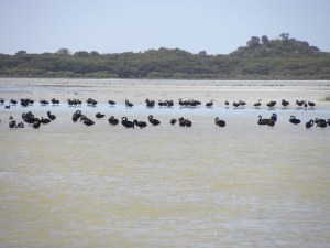 Annual Swan Conference Lake George (Beachport CP) JCD photo
