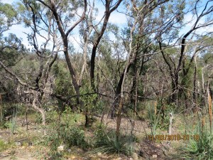 New growth following an (un)controlled burn.