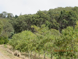Carminow historic residence near Mt Lofty activation spot