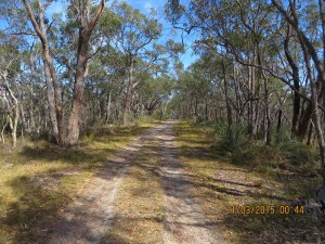 Walking sown Stringybark Track before it gets really steep!