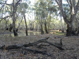 Barmah National Park near my activation spot JCD photo