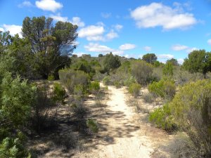 Ngarkat Conservation Park JCD Photo