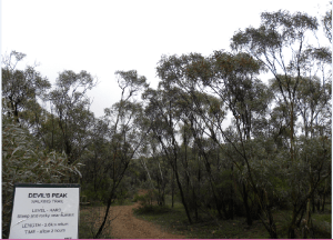 Devil's Peak start of the walking trail. JCD photo