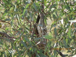 A noisy myna feeding young