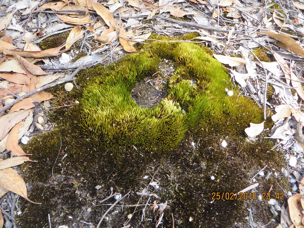 Moss 1