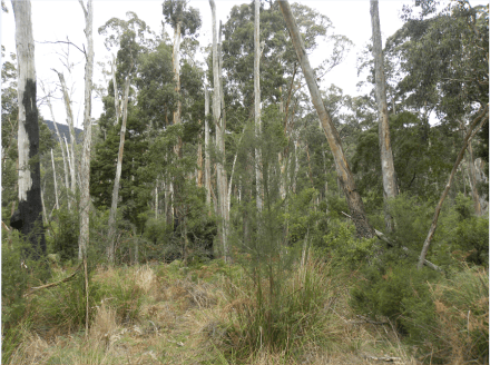 Bush scene at Mt Buangor