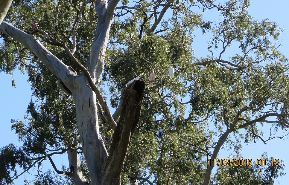 2016-09-11-00-18-21-sulphur-crested-cockatoos