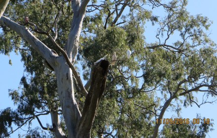 2016-09-11-00-18-21-sulphur-crested-cockatoos
