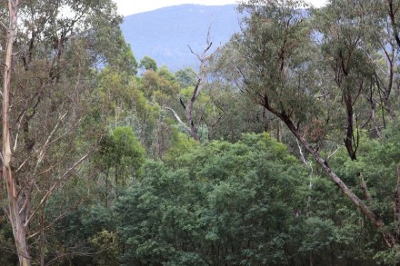 brindabella-range-from-tidbinbilla
