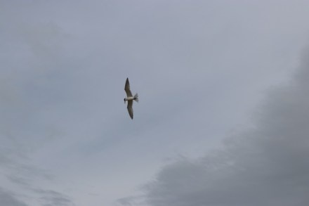 crested-tern