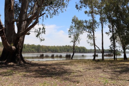 looking-across-the-barmah-lake