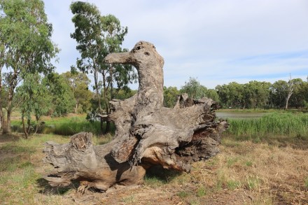 narrander-stump-2