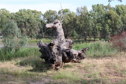 narrandera-stump