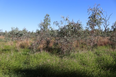 new-growth-murrumbidgee-np