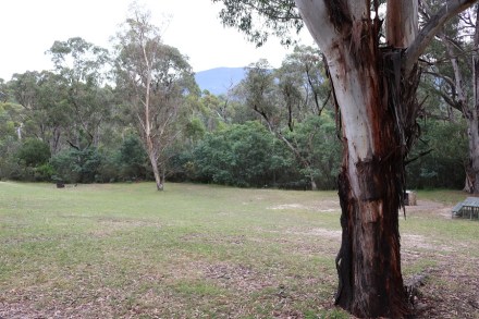 webbs-at-tidbinbilla-nr
