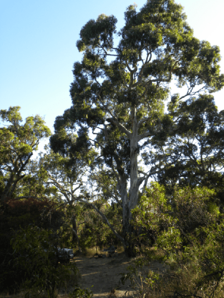 Scott CP Friday activation spot