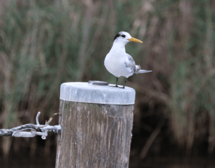 Juvenile tern