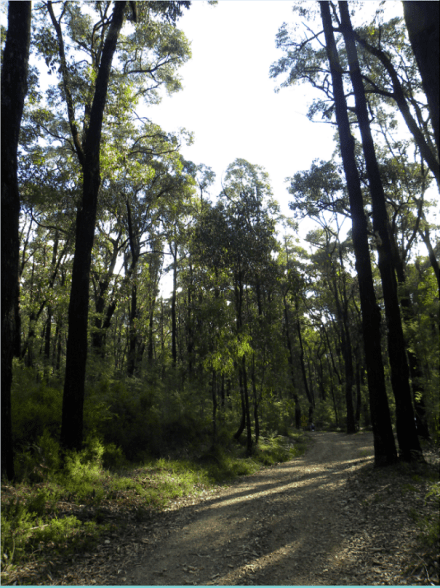 Kinglake National Park