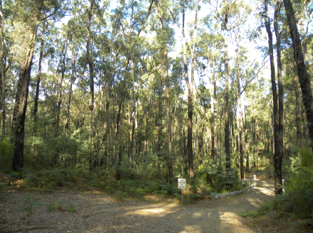 Kinglake NP 3