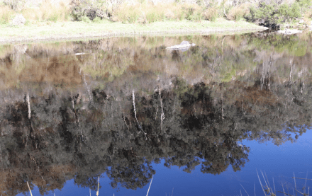 Reflections Buchan River
