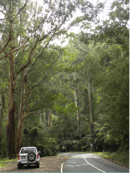 Road to Warbarton trees