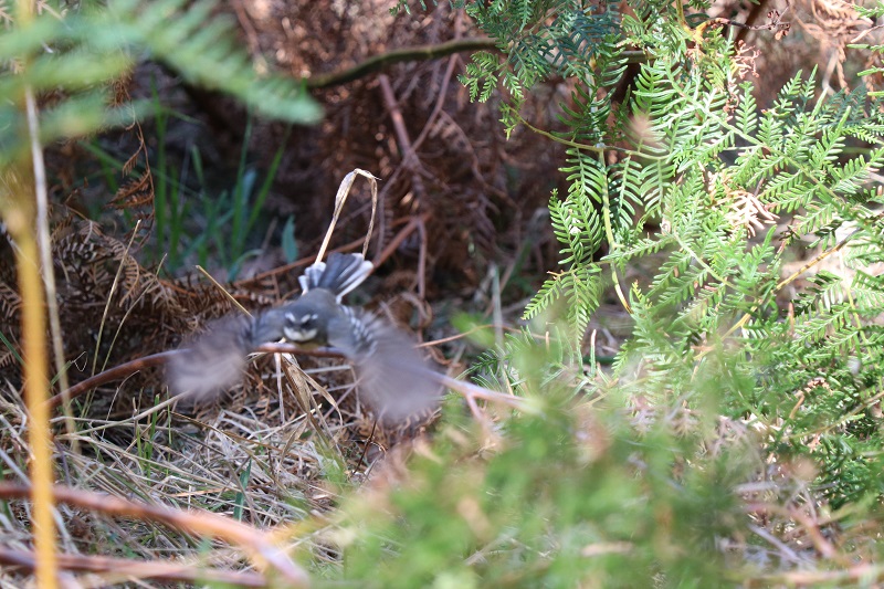 Gray Fantail 2