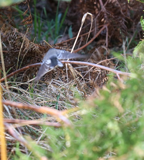 Gray fantail in flight
