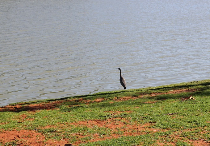 White faced Heron