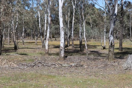 allikar woodland for blog