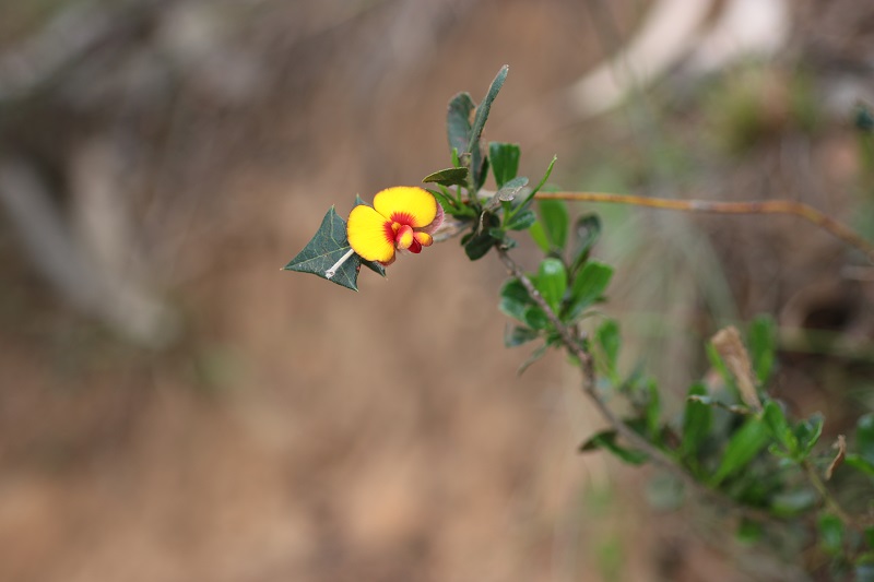 wid flower for blog