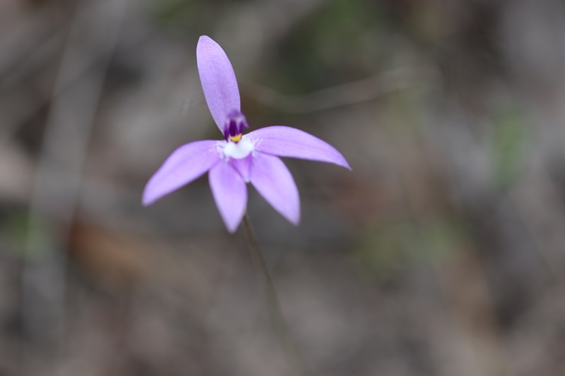 wikdflower 3